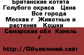 Британские котята Голубого окраса › Цена ­ 8 000 - Все города, Москва г. Животные и растения » Кошки   . Самарская обл.,Кинель г.